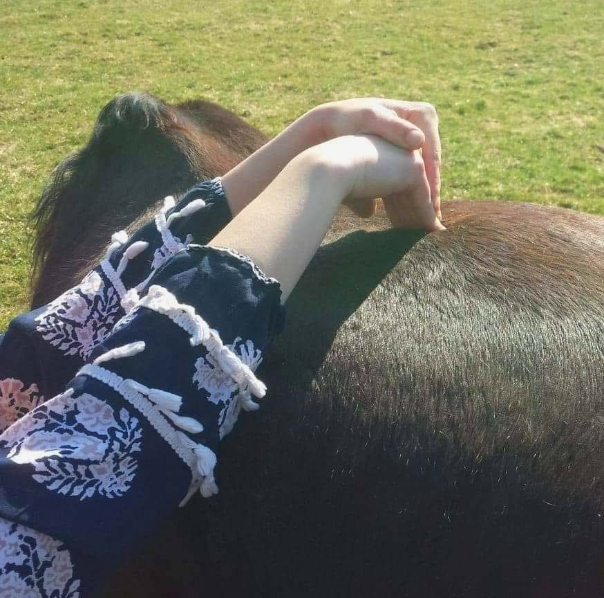 Shiatsu Equin - Elodie Seiler